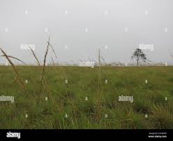 Image result for Loudetia simplex