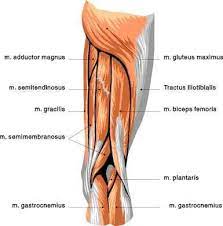 Tendons are cords made of tough tissue, and they work as special connector pieces between bone and muscle. Upper Leg Muscle Anatomy Changingshape Com Thigh Muscle Anatomy Thigh Muscles Muscle Anatomy