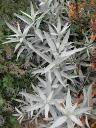 Image result for Artemisia sp.no.1