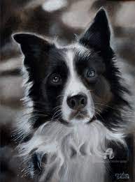 Avertissement je tiens à être clair. Portrait De Border Collie La Fidelite Drawing By Christian Grosse Artmajeur