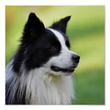 Black And White Border Collie Dog Poster Zazzle Com Shiba Inu Ve Akita