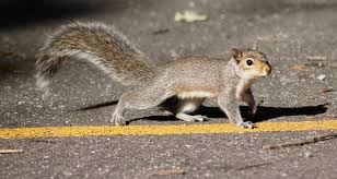 Eastern fox squirrels can be seen racing across streets morning and evening in victoria, during early spring. What S Going On With All The Dead Squirrels Farmers Almanac