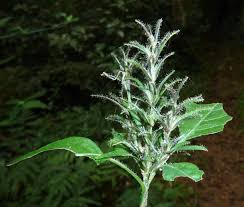 Image result for Isoglossa gregorii