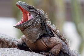 In this post, we will answer these questions and will discuss pros and cons of keeping green iguanas are pets with long lifespan. Iguana San Diego Zoo Animals Plants