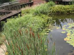 Image result for Typha capensis