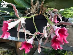 Beratung Bei Pflanzen Korner In Hamburg Beautiful Orchids Orchids Event