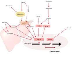 Shbg is found in all vertebrates apart from birds. Sex Hormone Binding Globulin New Science Questions Old Beliefs