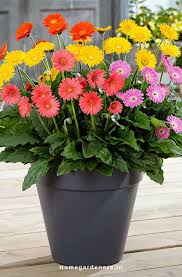 Pin On Gardening Ideas