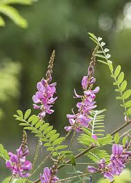 Image result for Indigofera adenoides