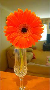 Love Waking Up To A Beautiful Gerbera Flower Gerbera Flower Champagne Flute Gerbera