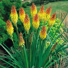 Maybe you would like to learn more about one of these? Kniphofia Uvaria Red Hot Poker 7cm Module J Parker Dutch Bulbs