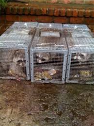 Your local hemel hempstead pest control team providing a reliable & fast service to your home or business. Nassau County Animal Control Nassau County Pest Control Wildlife Removal Services