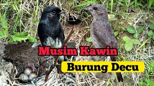 # fitur aplikasi kicau burung decu lengkap : Download Burung Decu Mp4 Mp3 3gp Daily Movies Hub