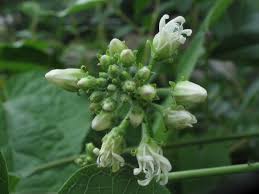 Image result for Cynanchum praecox