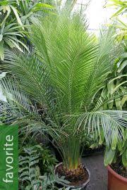 Image result for Macrozamia johnsonii