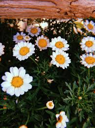 Mai Blumen Gelb Telefon Hintergrund Weiss Blumen Asthetisch Natur P 2020 Bitki Cicek Doga