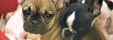The french bulldog is a very popular companion dog. Pedigree Dogs Health Problems Rspca