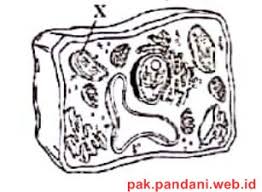 We did not find results for: Perhatikan Sel Tumbuhan Pada Gambar Berikut Proses Yang Terjadi Pada Organel X Adalah Blog Pak Pandani