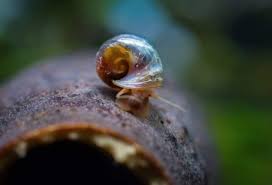 Escargots D Aquarium 5 Astuces Pour Limiter Leur Developpement
