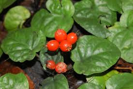 Image result for Geophila repens