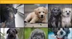 Schnoodle puppies for sale - Schnoodle breeders