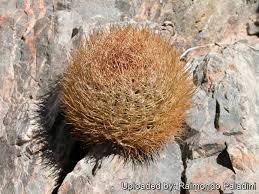 Image result for Eriosema verdickii