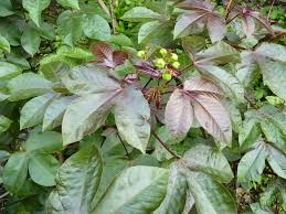 Image result for Jatropha gossypiifolia