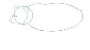 A big bear (boar) will have a deeper, wider and longer snout than a smaller bear or a female. How To Draw A Bear How To Draw Easy