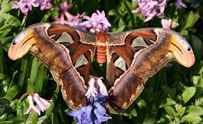 The atlas moth, attacus atlas, belongs to the family saturniidae, a family of huge and spectacular 4.2 sexual dimorphism. Atlas Moth Facts Habitat Diet Life Cycle Pictures