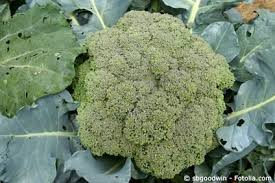 Brokkoli Im Garten Pflanzen Und Pflegen Brokkoli Garten Pflanzen Pflanzen