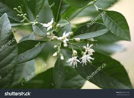 Image result for Vernonia amygdalina
