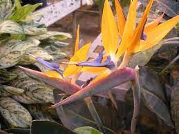 Strelitzia Reginae Birds Of Paradise Flower Paradise Flowers Birds Of Paradise