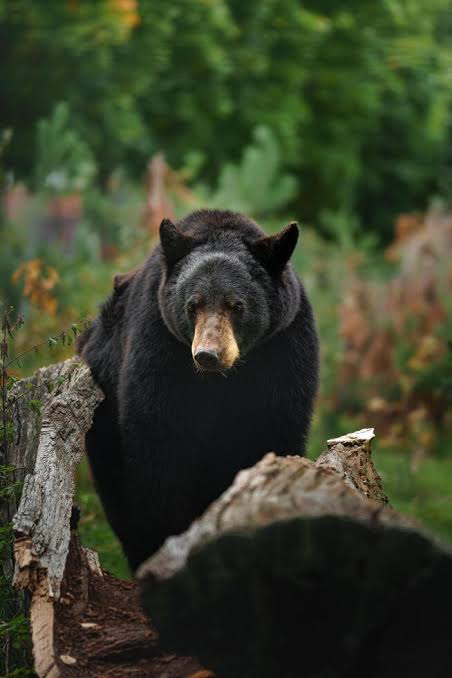 The Natural Terrestrial Habitat of the American Black Bear, AI generated