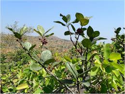 Image result for Kotschya africana