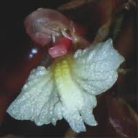 Image result for Blotiella bouxiniana