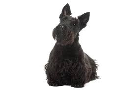 Kids love to work with dog coloring pages and learn the different dog breeds. Scottish Terrier Dog Breed Information