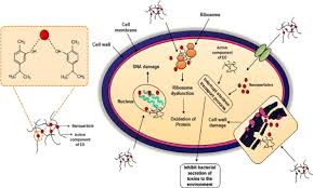 Image result for Ocimum minutiflorum