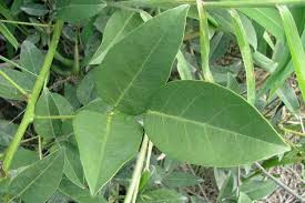 Image result for Erythrina crista-galli