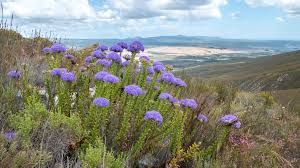 Image result for Selago cecilae