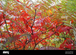 Image result for Anacardiaceae