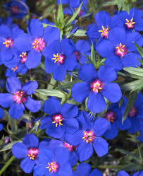 Image result for Anagallis elegantula