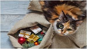 kedi severlere hediye ne alinir hediyemen blog