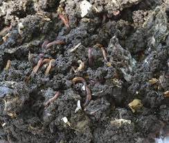 (bronson) worm castings are the richest natural fertilizer known to humans. Building A Hotel For Worms Oklahoma Normantranscript Com