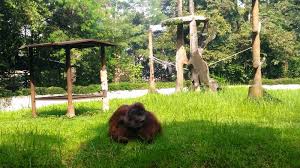 Kreator kami ingin mendengar pendapat anda dan mengetahui bagaimana foto mereka digunakan. Heboh Orangutan Di Kebun Binatang Bandung Merokok Karena Pengunjung Okezone News