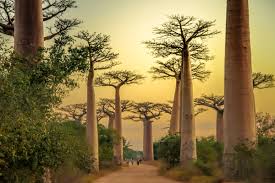 It is the fourth largest island in the world. Volunteer In Madagascar Lemurs Conservation Wildlife And More