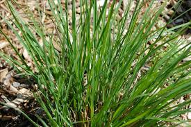 Image result for Schizachyrium claudopus