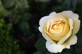 Dihalaman ini anda akan melihat gambar tato keren di tangan bunga yang ! Bloom Mekar Flora Foto Gratis Di Pixabay