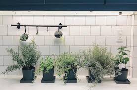 Plant an indoor herb garden in large ceramic teacups in the window. Indoor Herb Gardens On Instagram For The Kitchen Well Good