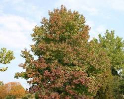 Sweetgum tree