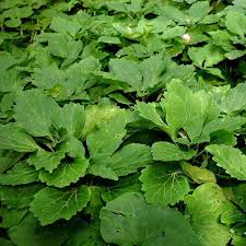 Image result for Pachycarpus spurius